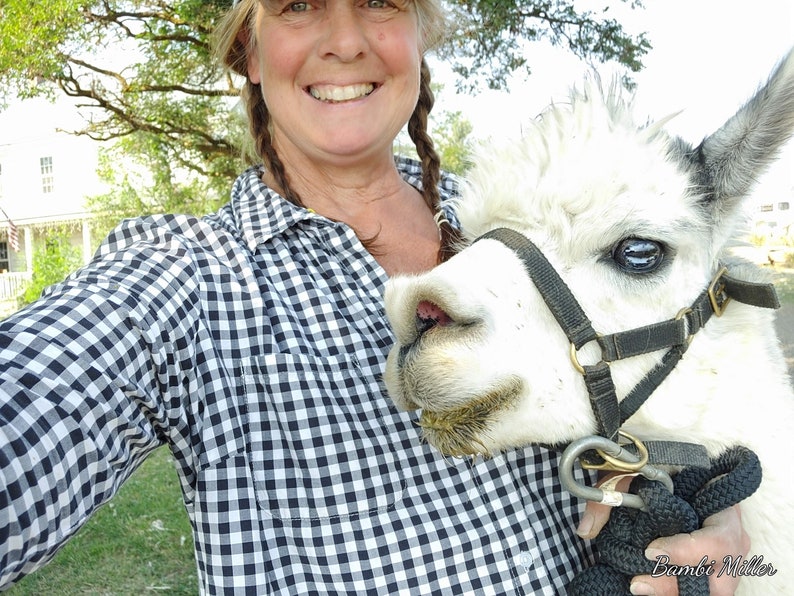May include: A woman wearing a black and white checkered shirt smiles while holding a white alpaca with a black halter and lead rope. The alpaca has a dark eye and a brown nose.