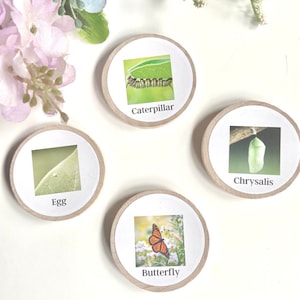 Wooden Life Cycle Coins + Magnets for Learning Science-Elementary + Homeschool- Sets of 4 Birch 2&quot; Coins - Montessori, Optional Memory Game