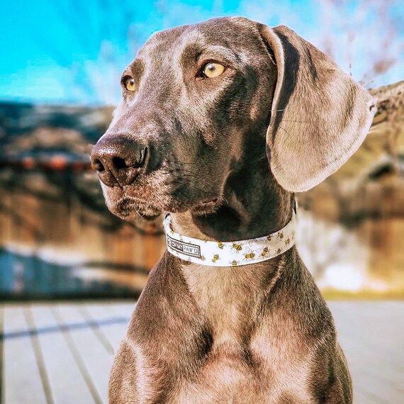 Galaxy Dog Collar Cute Dog Collar Girl Dog Collar Boy -  Israel