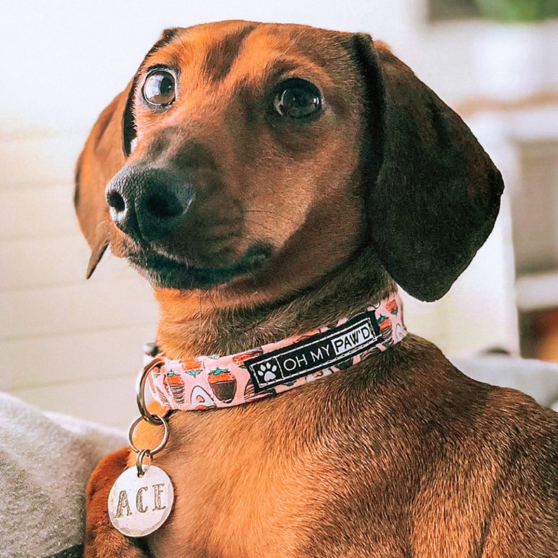 Beer Dog Collar Blue Male Dog Collar Beer Print Funny Dog Etsy