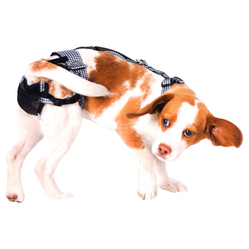 Delay Her Spay Harness SEE VIDEO While Supplies Last Medium