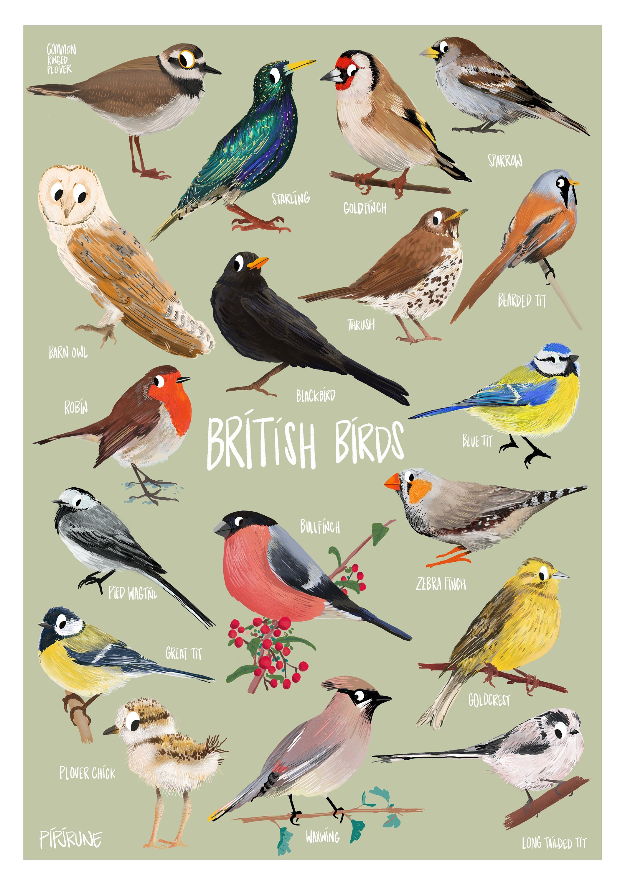 British Birds A3 Print - Etsy UK