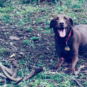 Op de afbeelding: Een vrolijke chocolade Labrador Retriever met een rode halsband en een label, liggend op de grond met geweien op de voorgrond. De hond lacht met zijn tong uit, omringd door gras en bladeren.