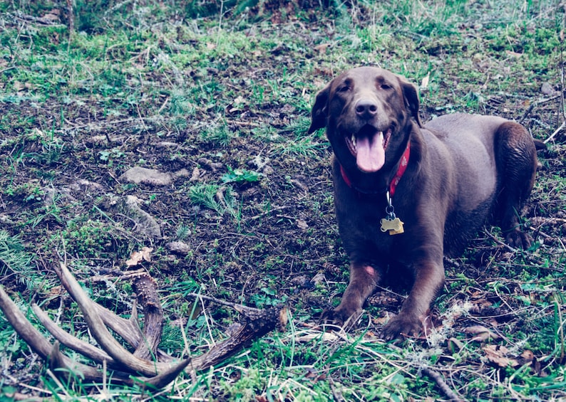 Op de afbeelding: Een vrolijke chocolade Labrador Retriever met een rode halsband en een label, liggend op de grond met geweien op de voorgrond. De hond lacht met zijn tong uit, omringd door gras en bladeren.