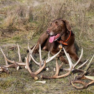 Op de afbeelding: Een bruine Labrador Retriever met een oranje halsband ligt in het gras naast verschillende geweien. De geweien zijn in verschillende maten en vormen, met een natuurlijke, verweerde uitstraling.