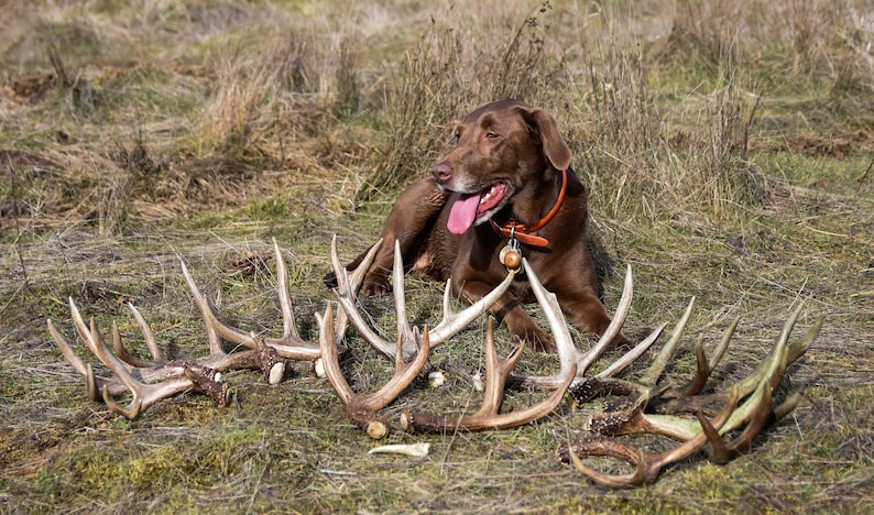Op de afbeelding: Een bruine Labrador Retriever met een oranje halsband ligt in het gras naast verschillende geweien. De geweien zijn in verschillende maten en vormen, met een natuurlijke, verweerde uitstraling.