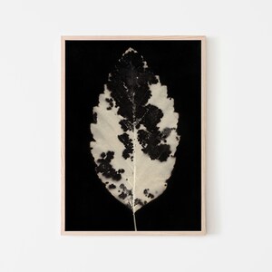 Black and White Leaf Print Modern Botanical Alternative Photography, Printable Art to Frame