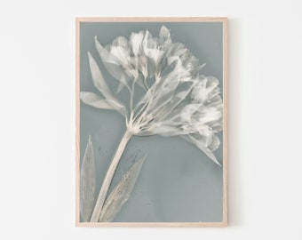 Printable Botanical Wall Art, ETHEREAL 1, Instant Download Lumen Print, Flower Photography, Coastal Grandmother