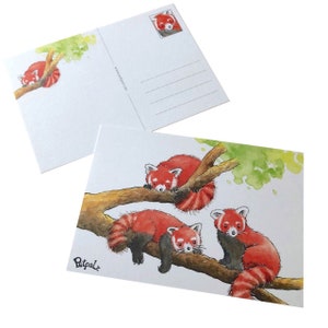 Petpalz Postkarten-Set: Roter Panda (4 Postkarten)