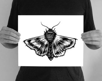 Just A Moth -  11" x 14" Art Print