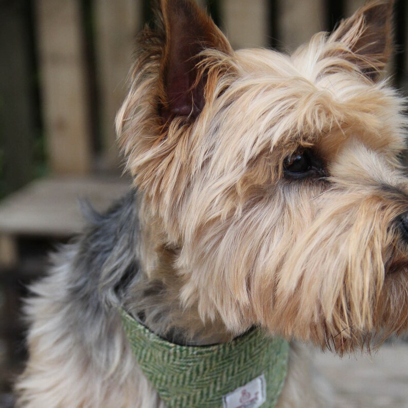 Dog accessory in green herringbone Green Herringbone Harris Tweed bandana