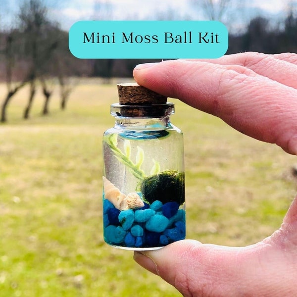 Mini Moss Ball Kit, Mini Blue Aquascape Kit, Mini Moss Terrarium, Mini enclosed ecosystem, Live Moss Kit, Water Garden kit, Desktop Aquarium