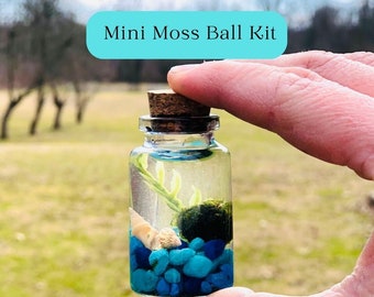 Mini Moss Ball Kit, Mini Blue Aquascape Kit, Mini Moss Terrarium, Mini enclosed ecosystem, Live Moss Kit, Water Garden kit, Desktop Aquarium