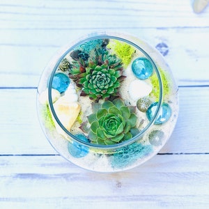 Terrarium kit, Beach Succulent Terrarium Kit, DIY Glass Terrarium Kit, Succulent Terrarium Gift, Complete DIY Plant kit image 1