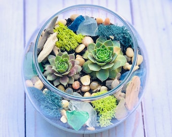 Sea Glass & Driftwood Terrarium kit, Succulent Gift Box, Cactus Terrarium Kit, DIY Glass Terrarium, Terrarium Gift, DIY Plant kit