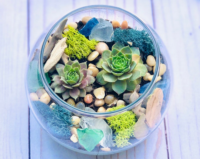 Sea Glass & Driftwood Terrarium kit, Succulent Gift Box, Cactus Terrarium Kit, DIY Glass Terrarium, Terrarium Gift, DIY Plant kit