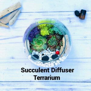 May include: A glass terrarium filled with green, purple, and yellow moss, succulents, small white rocks, and black charcoal. The terrarium is labeled "Succulent Diffuser Terrarium".