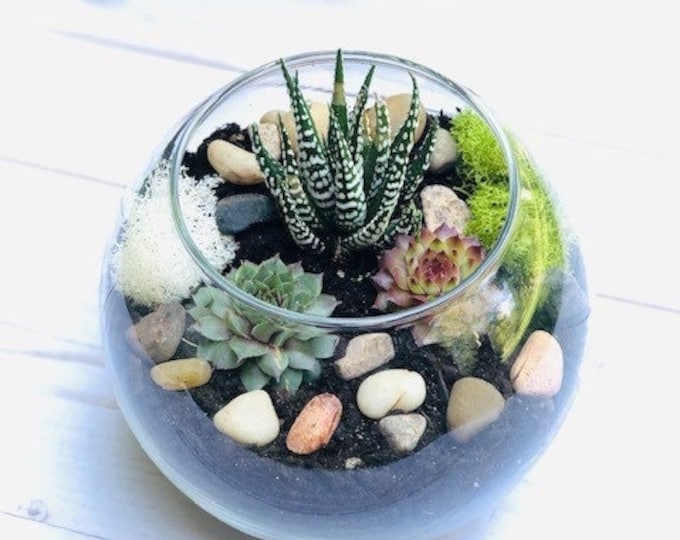 Plant kit, Cactus Terrarium Kit, DIY Glass Terrarium, Terrarium Kit Gift, Virtual Plant Party kit, Corporate Plant gift