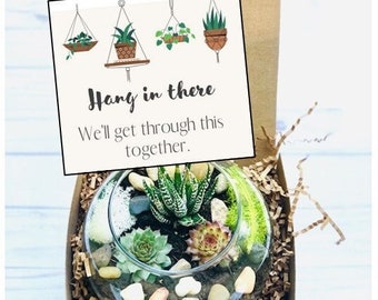 Hang in There Gift Box- Send a Gift, Cheer Up, Get Well Plant gift, New Job, Sorry for your loss - encouragement