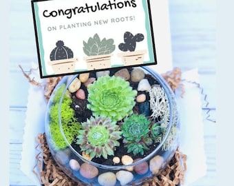 Planting New Roots Gift Box: Congratulations Plant Gift, New Job Plant Gift, New House Plant Gift