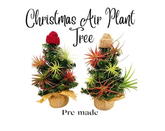Air Plant Christmas Tree, Air Plant Ornament, Desktop Christmas Tree, Christmas Tree with live plants, Live Plant Holiday Christmas Tree