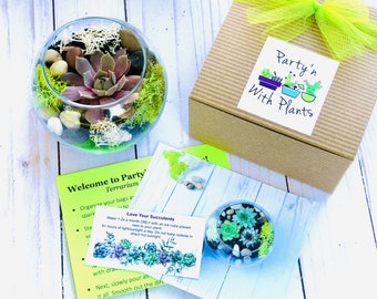 DIY Craft, Craft Kits for Adults, Personalized Gift, DIY Terrarium Kit Succulent Terrarium, Home Decor Craft Kit, Do It Yourself