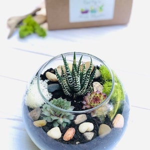 May include: A glass bowl terrarium containing a central zebra haworthia succulent, two smaller rosette succulents, smooth river stones, and patches of green and white moss set in dark soil. A brown gift box with a lime green ribbon sits behind.