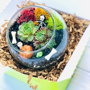 May include: A glass terrarium with a green, red, and yellow moss base, a small plastic skeleton figurine, and a variety of succulents. The terrarium is in a green and white gift box with brown shredded paper.