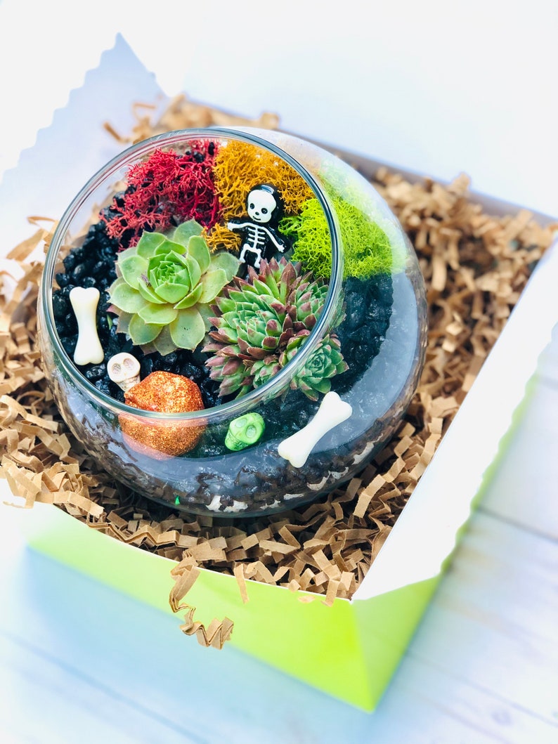 May include: A glass terrarium with a green, red, and yellow moss base, a small plastic skeleton figurine, and a variety of succulents. The terrarium is in a green and white gift box with brown shredded paper.