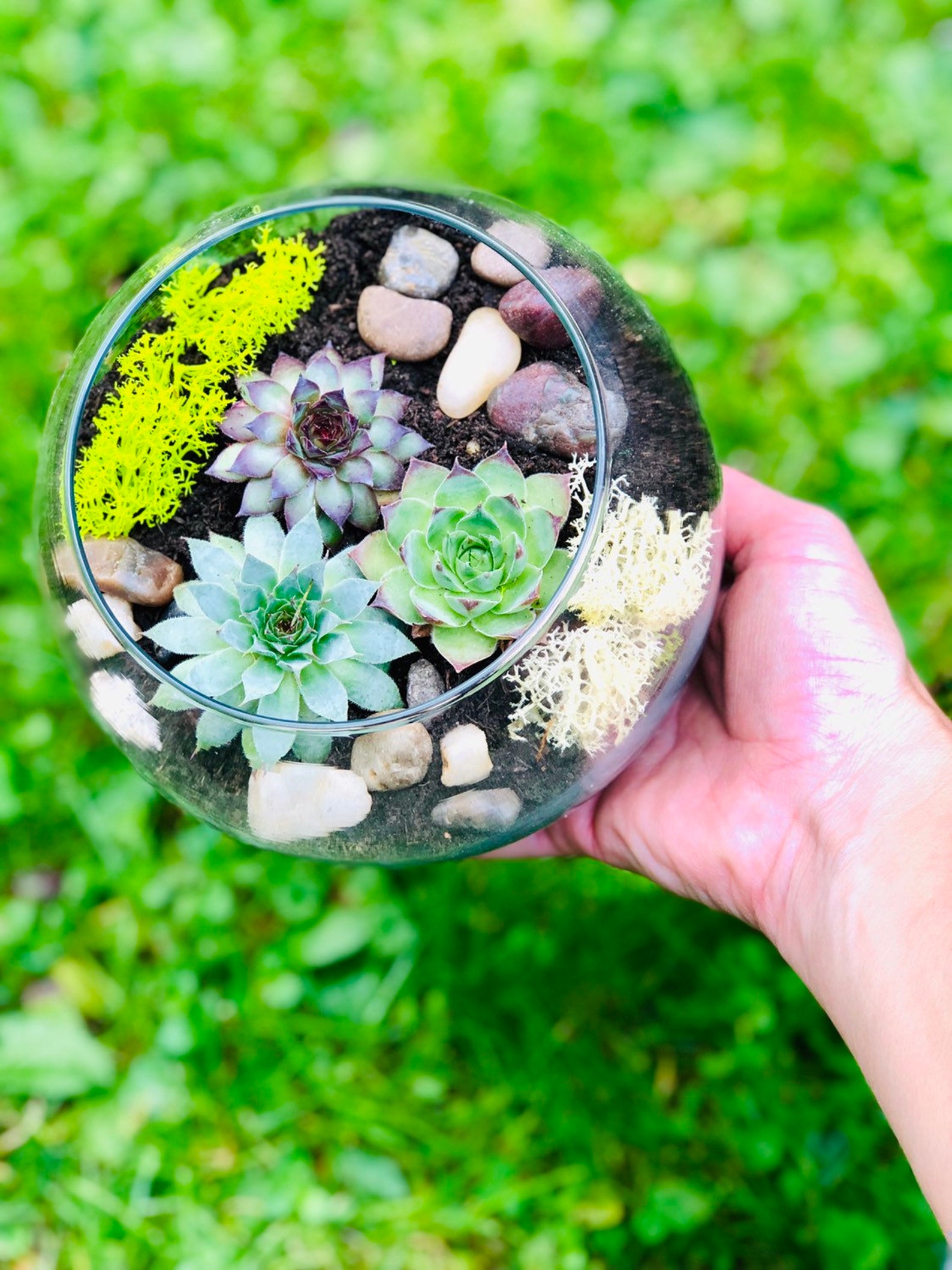 Complete Terrarium kit Cactus Terrarium Kit Chartreuse DIY Etsy