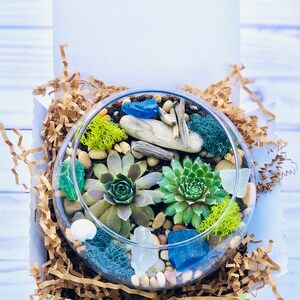 Może przedstawiać: Szklane terrarium z r&oacute;żnymi sukulentami, mchem, dryfującym drewnem i niebieskimi i białymi kawałkami szkła. Terrarium znajduje się w ż&oacute;łtym pudełku z brązowymi wi&oacute;rkami papieru.