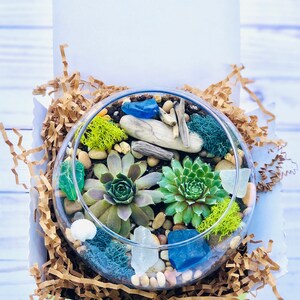 Sea Glass & Driftwood Terrarium kit, Succulent Gift Box, Cactus Terrarium Kit, DIY Glass Terrarium, Terrarium Gift, DIY Plant kit image 5