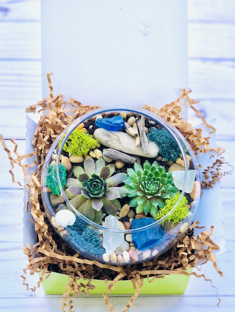 Może przedstawiać: Szklane terrarium z r&oacute;żnymi sukulentami, mchem, dryfującym drewnem i niebieskimi i białymi kawałkami szkła. Terrarium znajduje się w ż&oacute;łtym pudełku z brązowymi wi&oacute;rkami papieru.