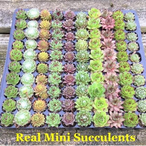 Happy Birthday Gift Box, Succulent Gift Box, Friend Gift Box, Plant Gift, Birthday for friend, Birthday care package, Plant Lover Birthday image 5