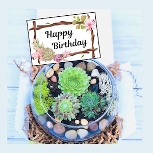 Happy Birthday Gift Box, Succulent Gift Box, Friend Gift Box, Plant Gift, Birthday for friend, Birthday care package, Plant Lover Birthday image 1