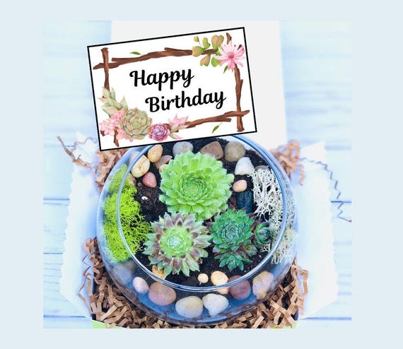 Happy Birthday Gift Box, Succulent Gift Box, Friend Gift Box, Plant Gift, Birthday for friend, Birthday care package, Plant Lover Birthday