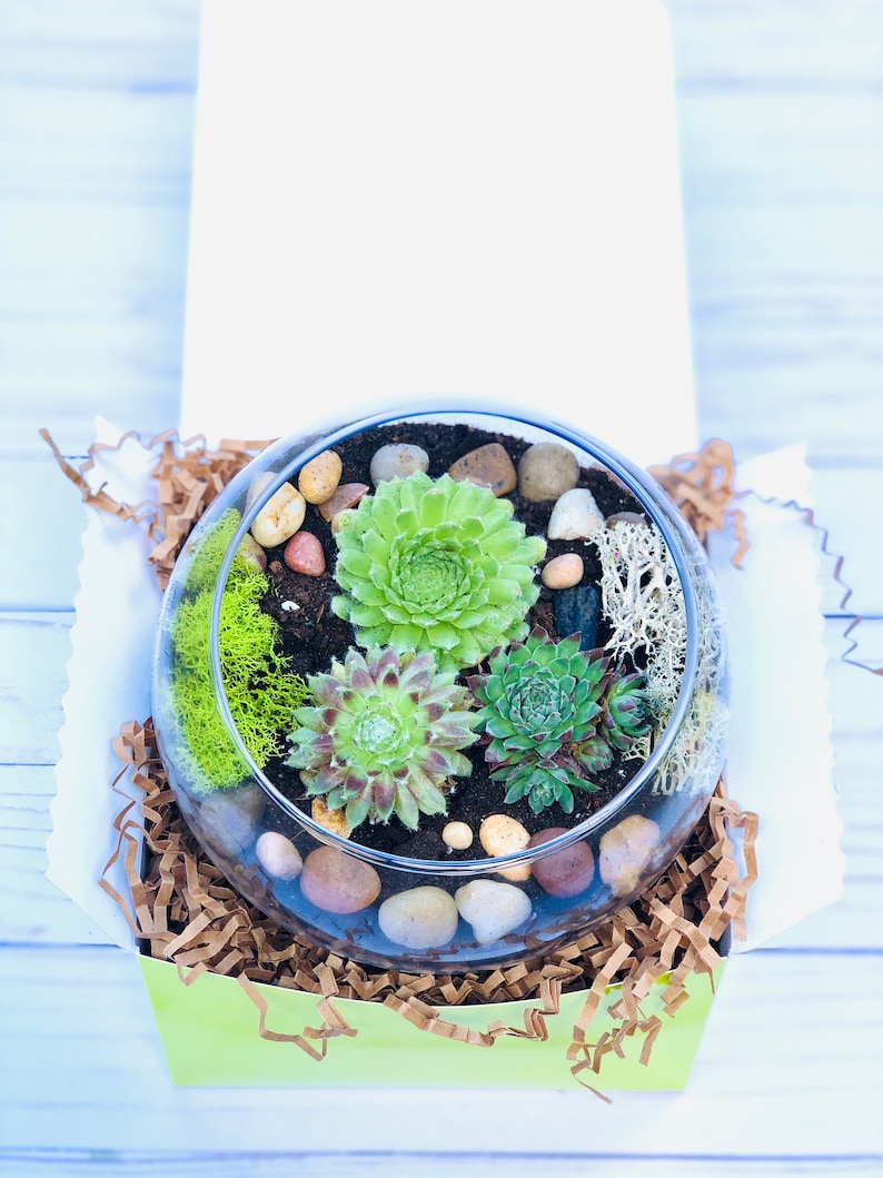 Plant Lover Gift DIY Planter Terrarium Gift Succulent Gift Etsy