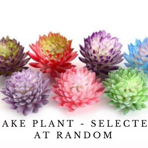 May include: Assortment of seven artificial succulent plants in various colors, including purple, pink, red, green, and blue. The plants are arranged in a circle on a white background. The text "FAKE PLANT - SELECTED AT RANDOM" is displayed below the plants.