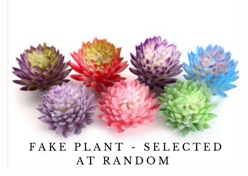 May include: Assortment of seven artificial succulent plants in various colors, including purple, pink, red, green, and blue. The plants are arranged in a circle on a white background. The text "FAKE PLANT - SELECTED AT RANDOM" is displayed below the plants.