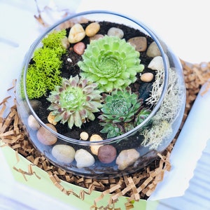 Terrarium kit, Small Succulent Terrarium Kit, DIY Glass Terrarium, Terrarium Gift, DIY Plant kit image 1