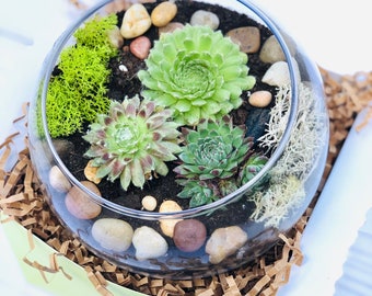 Terrarium kit, Small Succulent Terrarium Kit, DIY Glass Terrarium, Terrarium Gift, DIY Plant kit