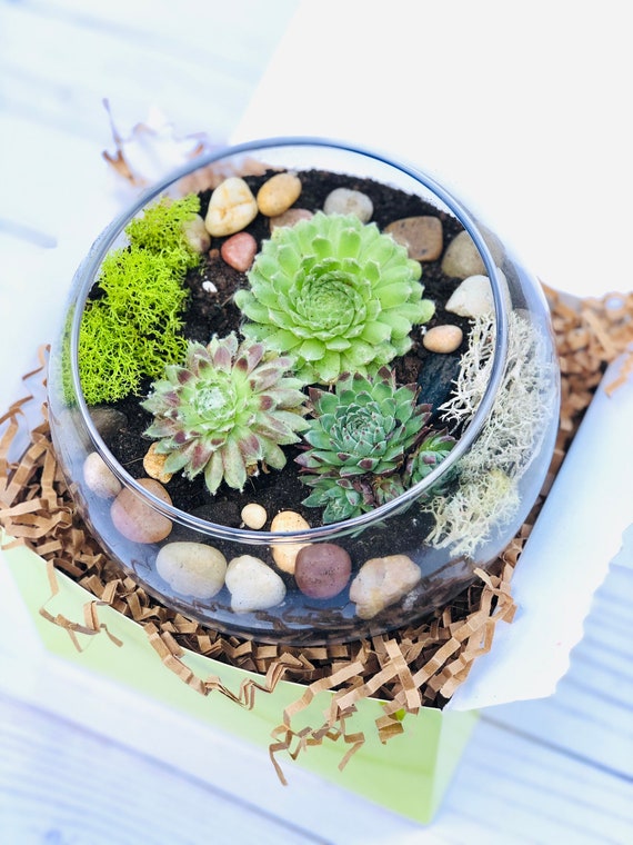 Terrarium Kit, Small Succulent Terrarium Kit, DIY Glass Terrarium, Terrarium  Gift, DIY Plant Kit 