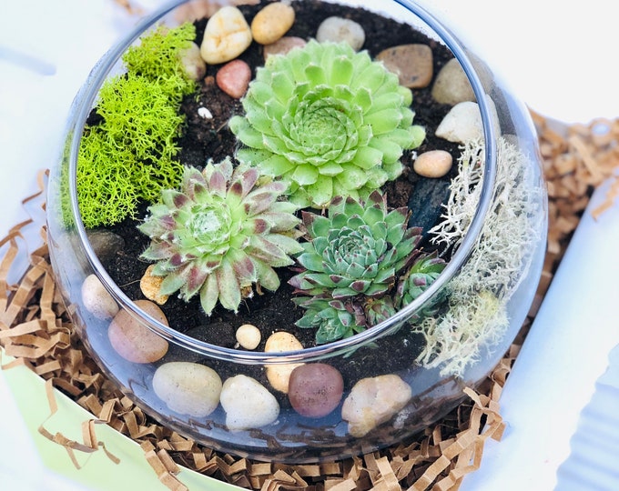 Terrarium Kit: Small Succulent Terrarium Kit, DIY Glass Terrarium, Plant Gift, DIY Plant Kit, Indoor House Plant Kit, Low Maintenance Plants