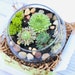 see more listings in the Terrarium Kits section