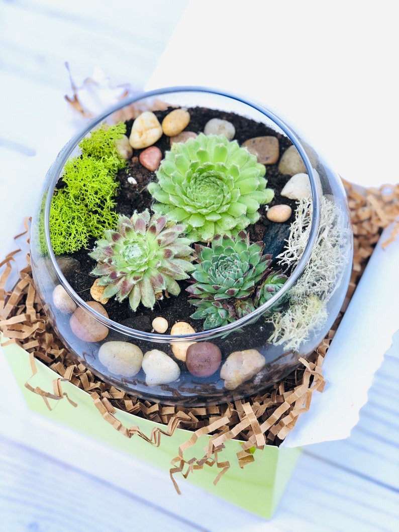 May include: A round glass terrarium containing three succulent plants, bright green reindeer moss, white lichen, and smooth river stones set in dark soil. The glass bowl is nestled inside a light green box filled with brown shredded paper filler.