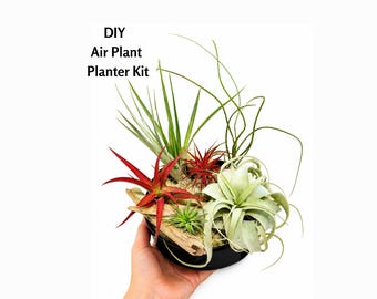 DIY Air Plant Planter Kit, Colored Air Plants, Craft