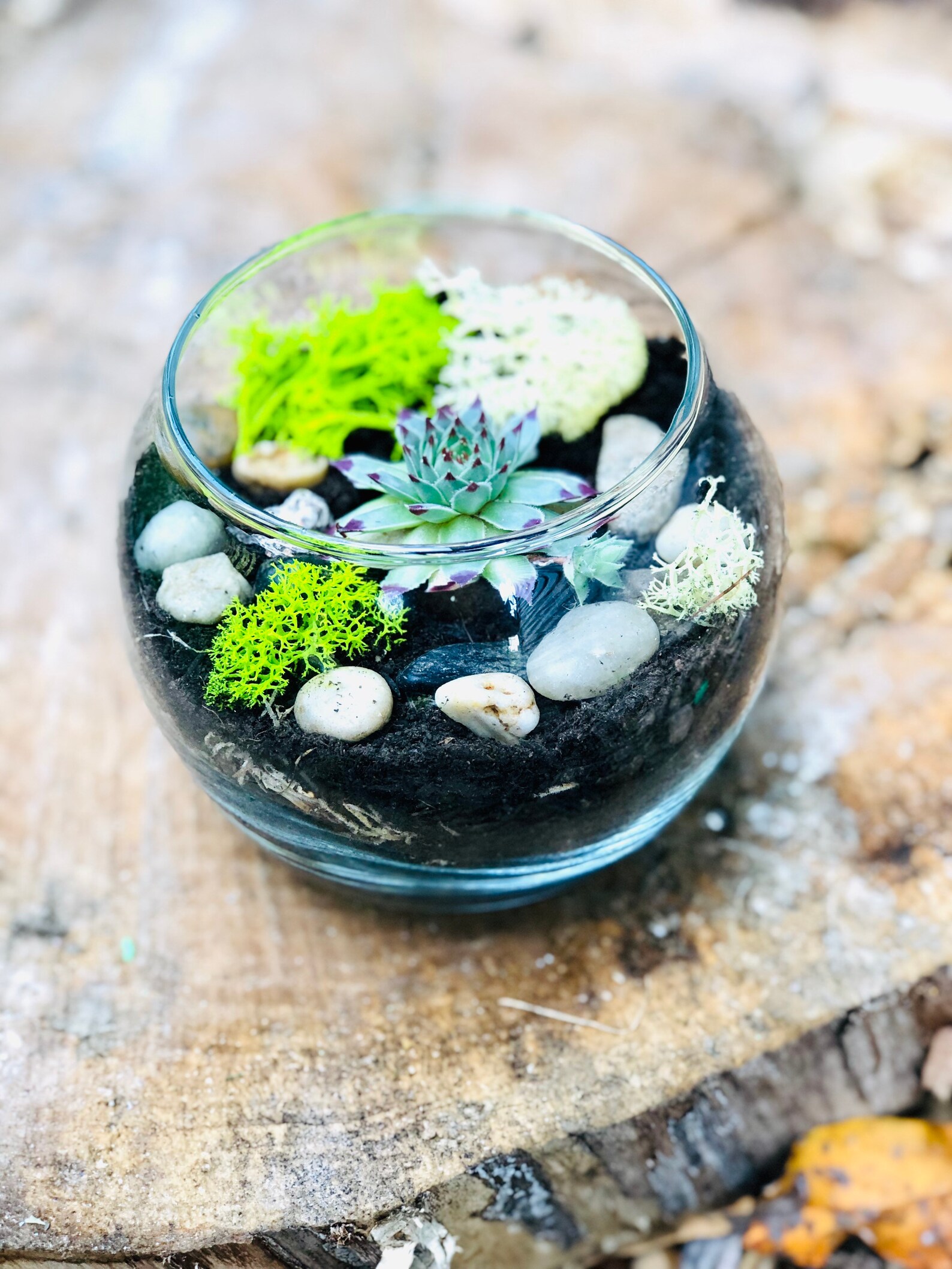 Complete Terrarium kit Cactus Terrarium Kit Chartreuse DIY Etsy