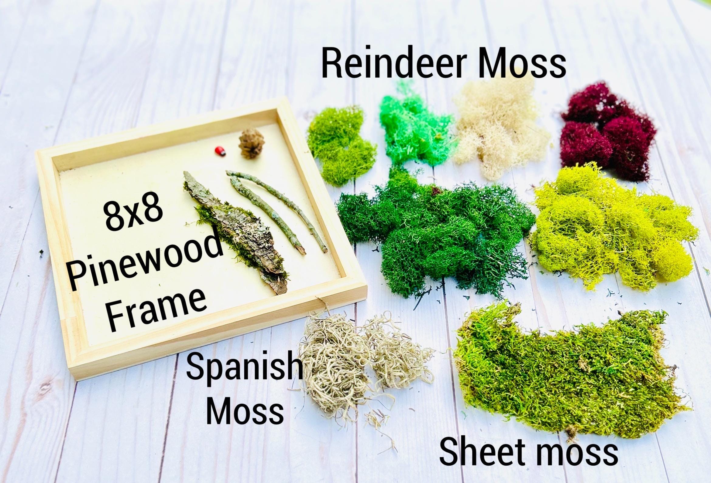 DIY Moss Wall Art Kit: Teen/kids Craft Set, Home Decor - Etsy