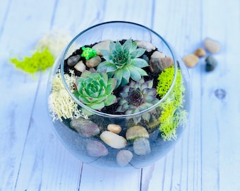 DIY Terrarium Kit with Live Plants – Low Maintenance Indoor Garden Gift, Gift for Plant Lovers, Build your own planter, Unique Green Gift