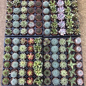 May include: A tray of 100 small succulent plants in individual pots. The plants are arranged in four rows of 25 plants each. The plants are a variety of colors, including green, blue-green, and purple.